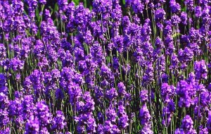 lavanda