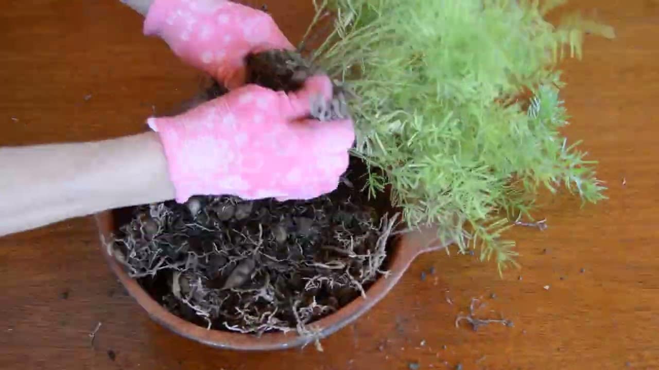 Alfileritos Planta