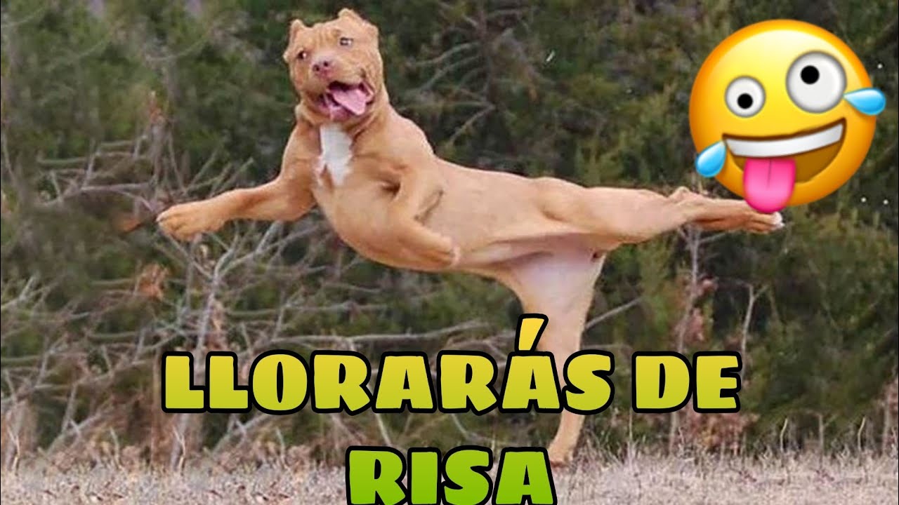 Animal Gracioso
