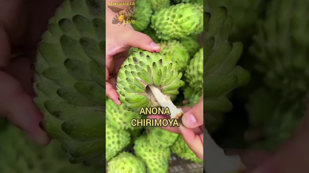 Anon Fruta