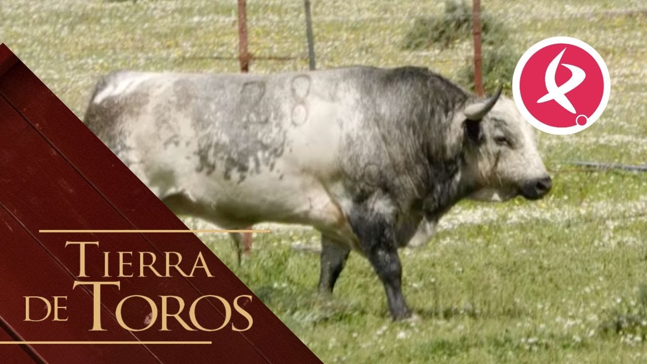 Canal Extremadura Toros