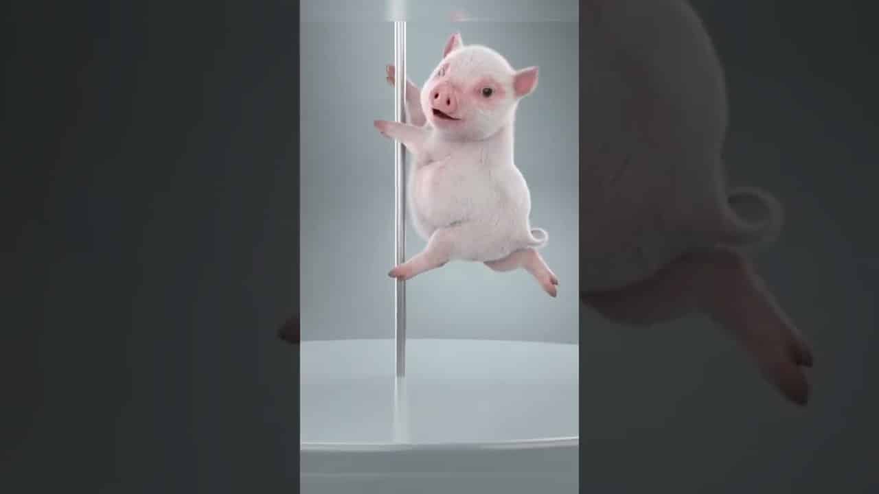 Cerdo Gracioso