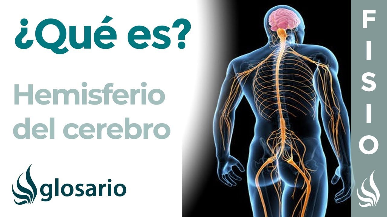 Cerebro Derecho Funciones