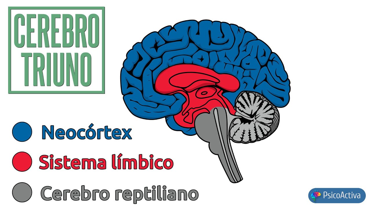 Cerebro Reptiliano Humano
