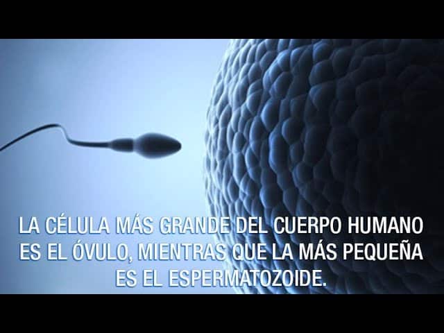 Cual Es La Celula Mas Grande Del Cuerpo Humano