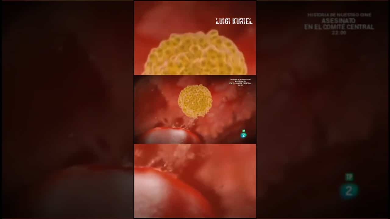 Cuál Es La Célula Más Grande Del Cuerpo