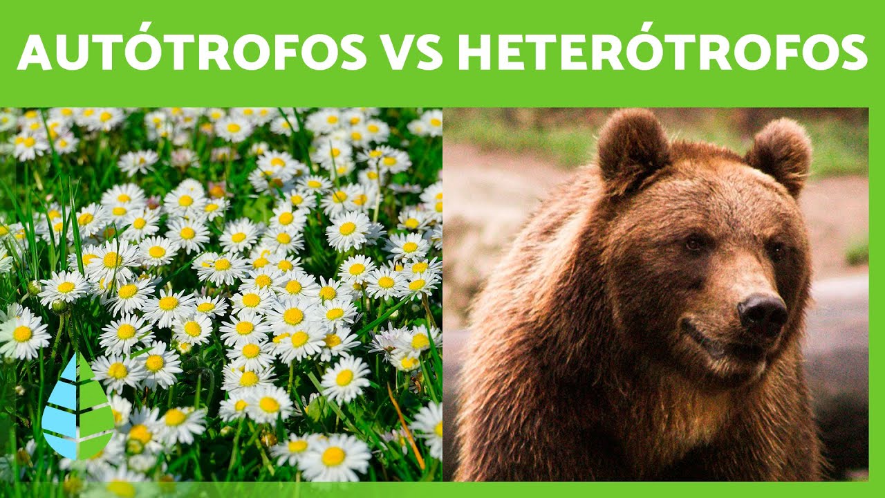 Diferencia Entre Nutrición Autótrofa Y Heterótrofa