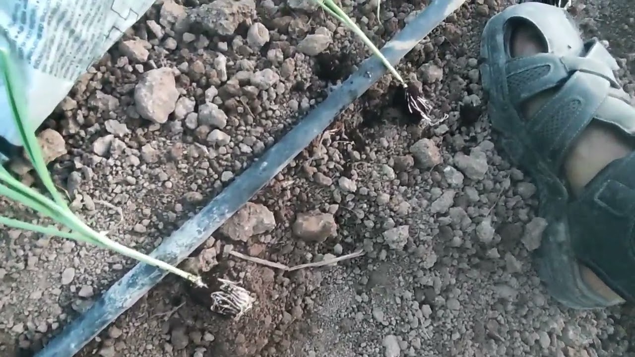 El Huerto Del Cura Sabadell