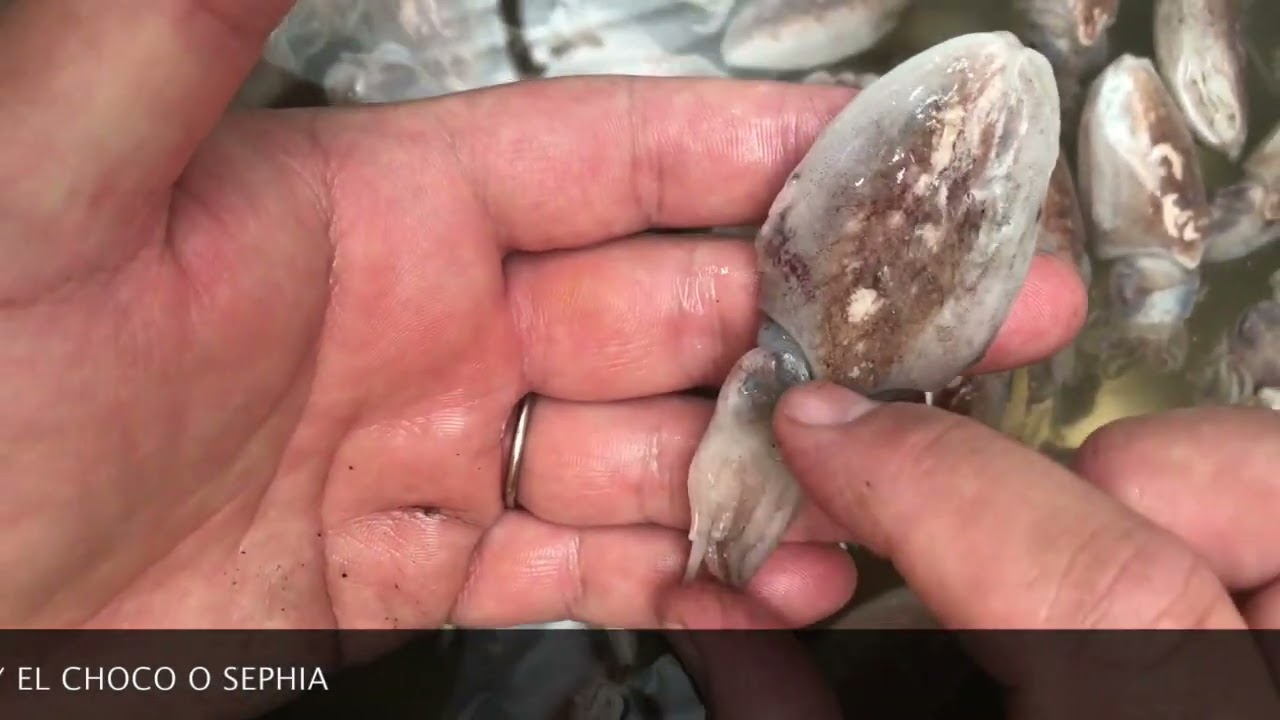 La Sepia Y El Calamar Son Mariscos