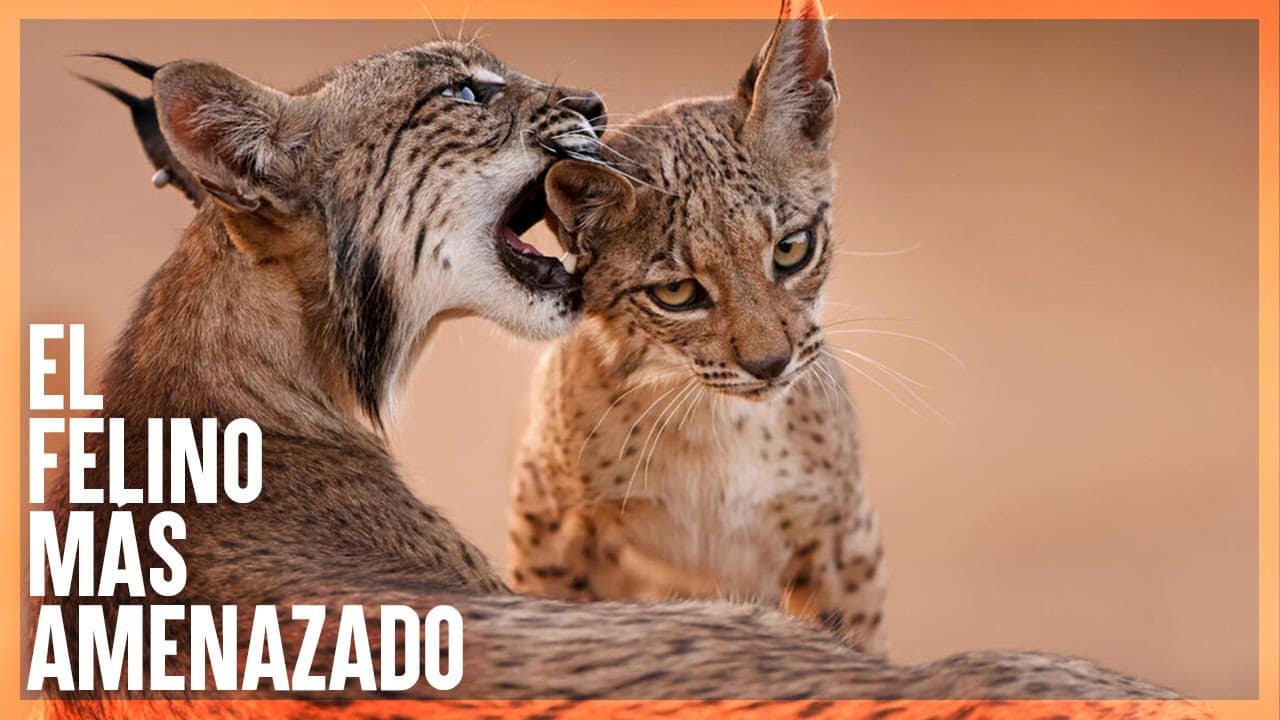 Lince Iberico