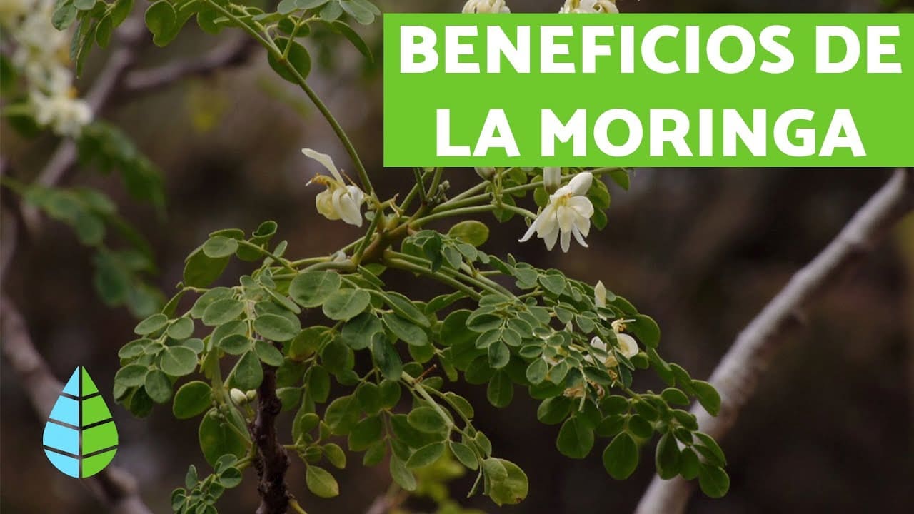 Moringa Planta