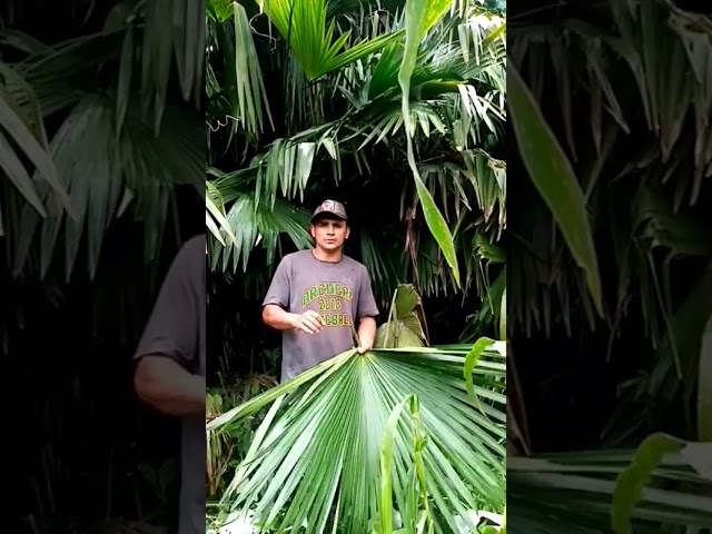 Planta Como El Junco