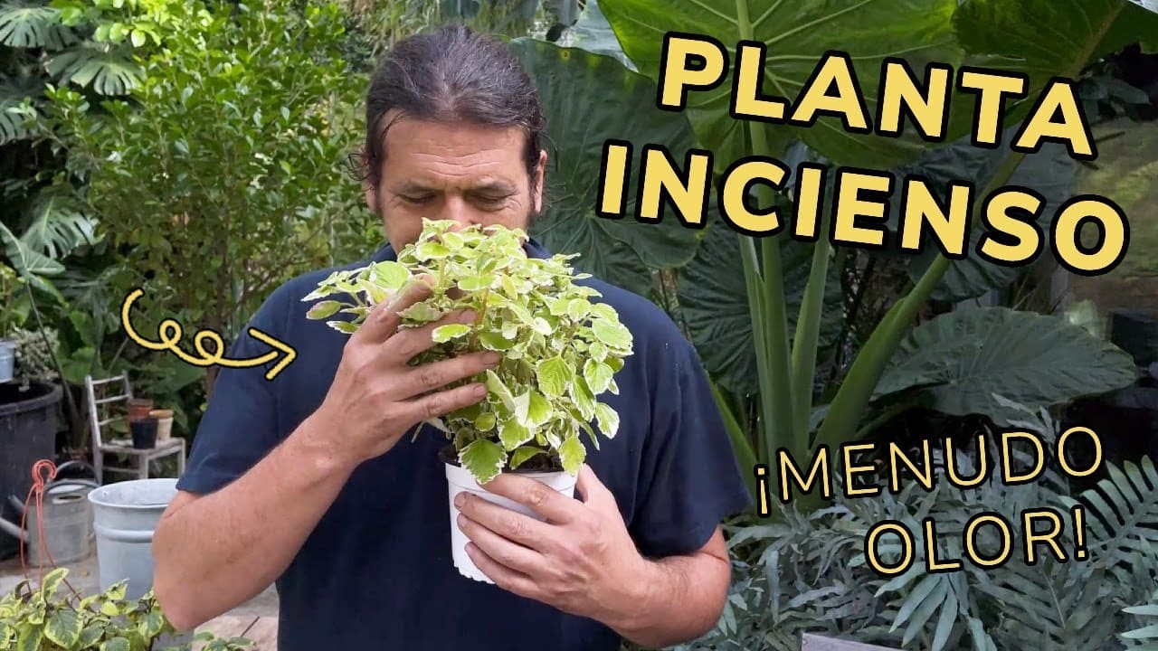 Planta De Incienso