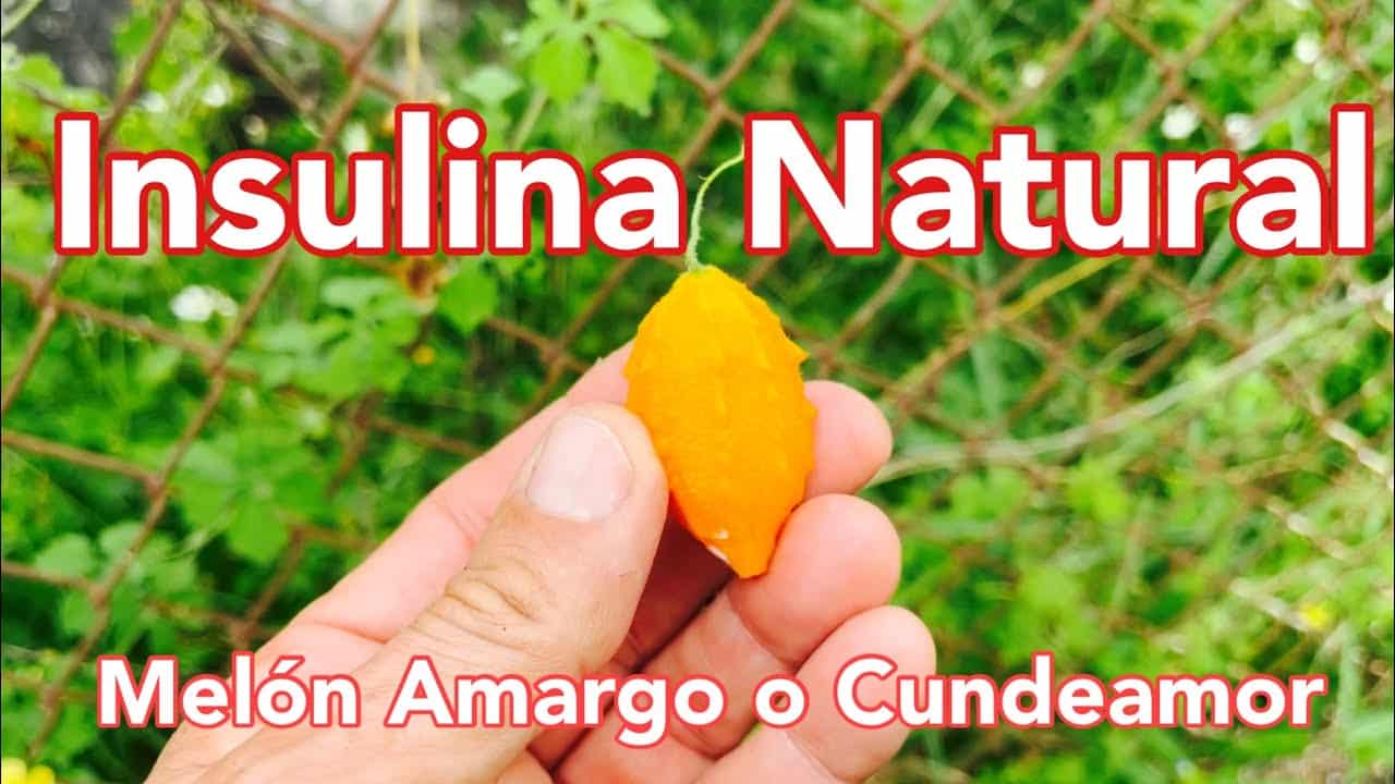 Planta De Jugo Muy Amargo