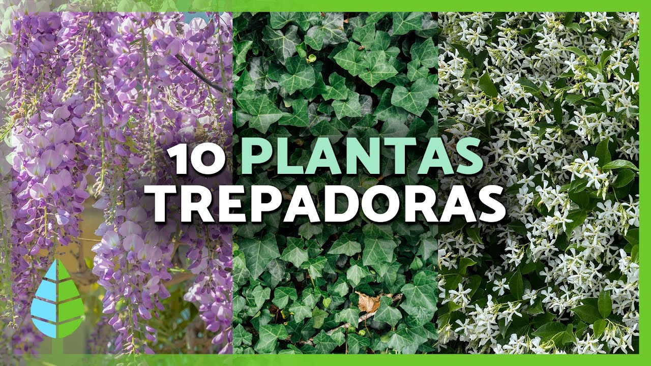 Planta Trepadora Que Se Sujeta A Los Muros