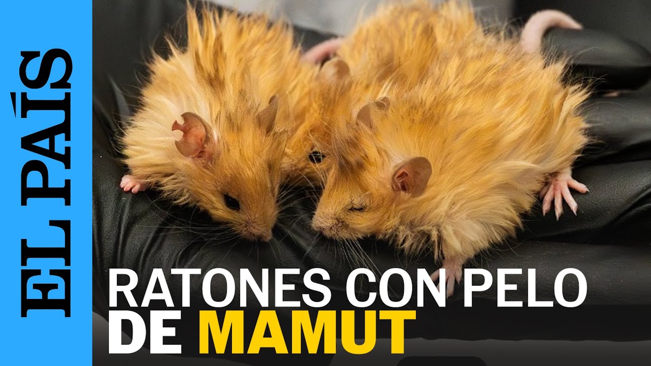 Rata Con Pelo De Mamut