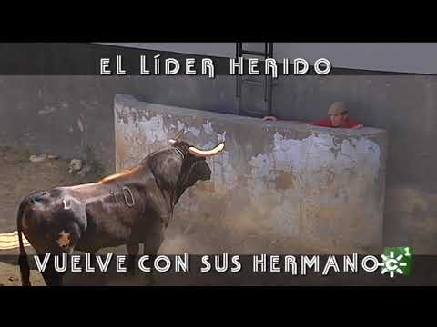 Toros En Canal Sur Hoy