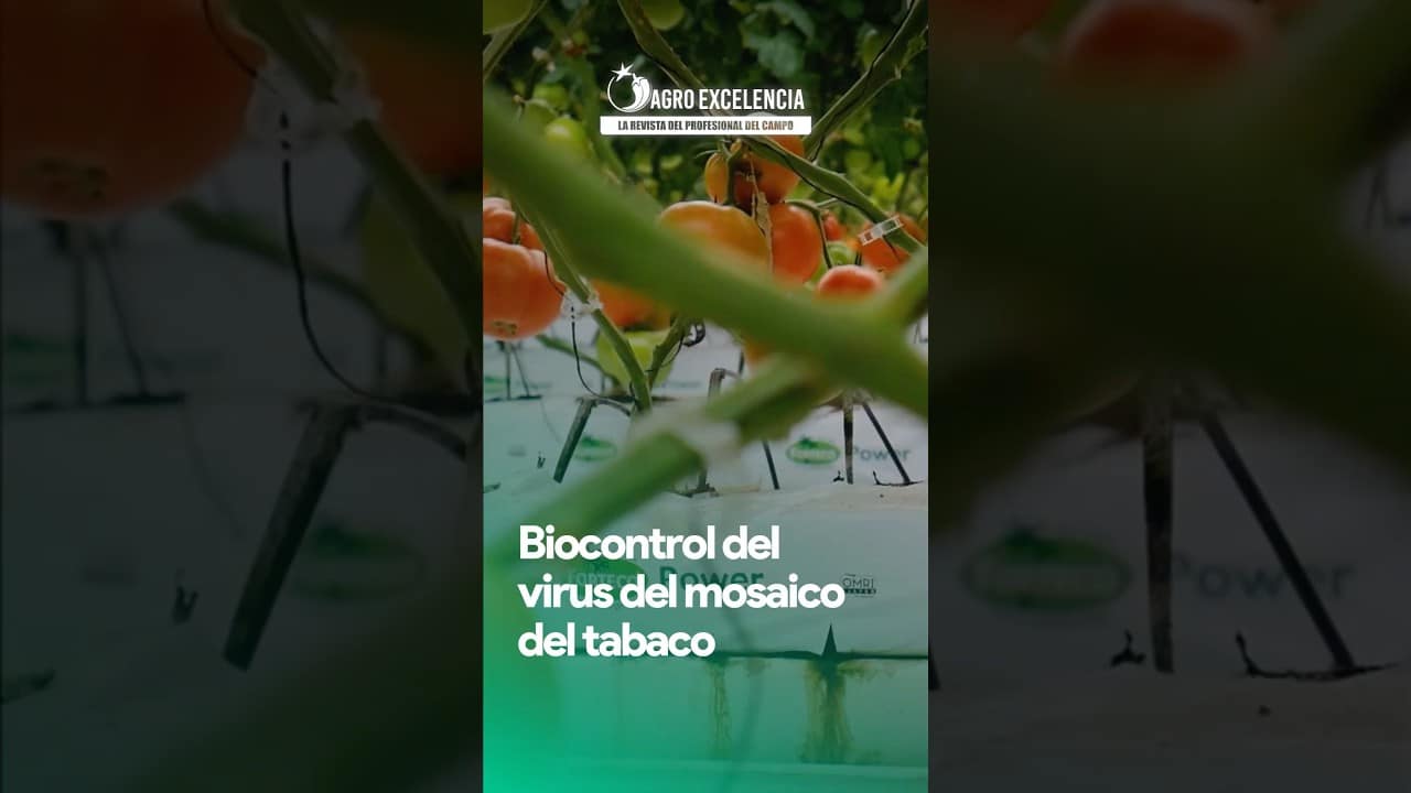 Virus Del Mosaico Del Tabaco