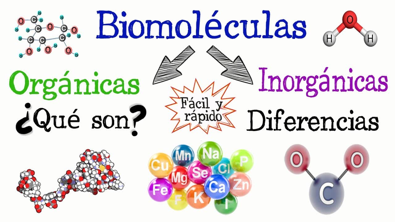 4 Biomoléculas Orgánicas Esenciales Para La Vida
