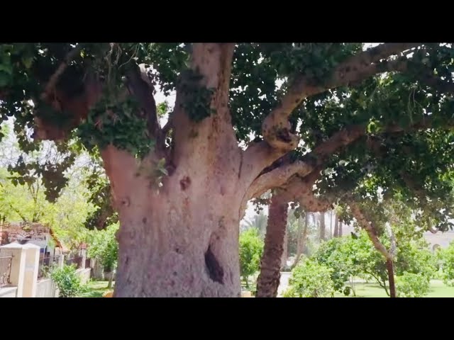 Árbol Sicomoro