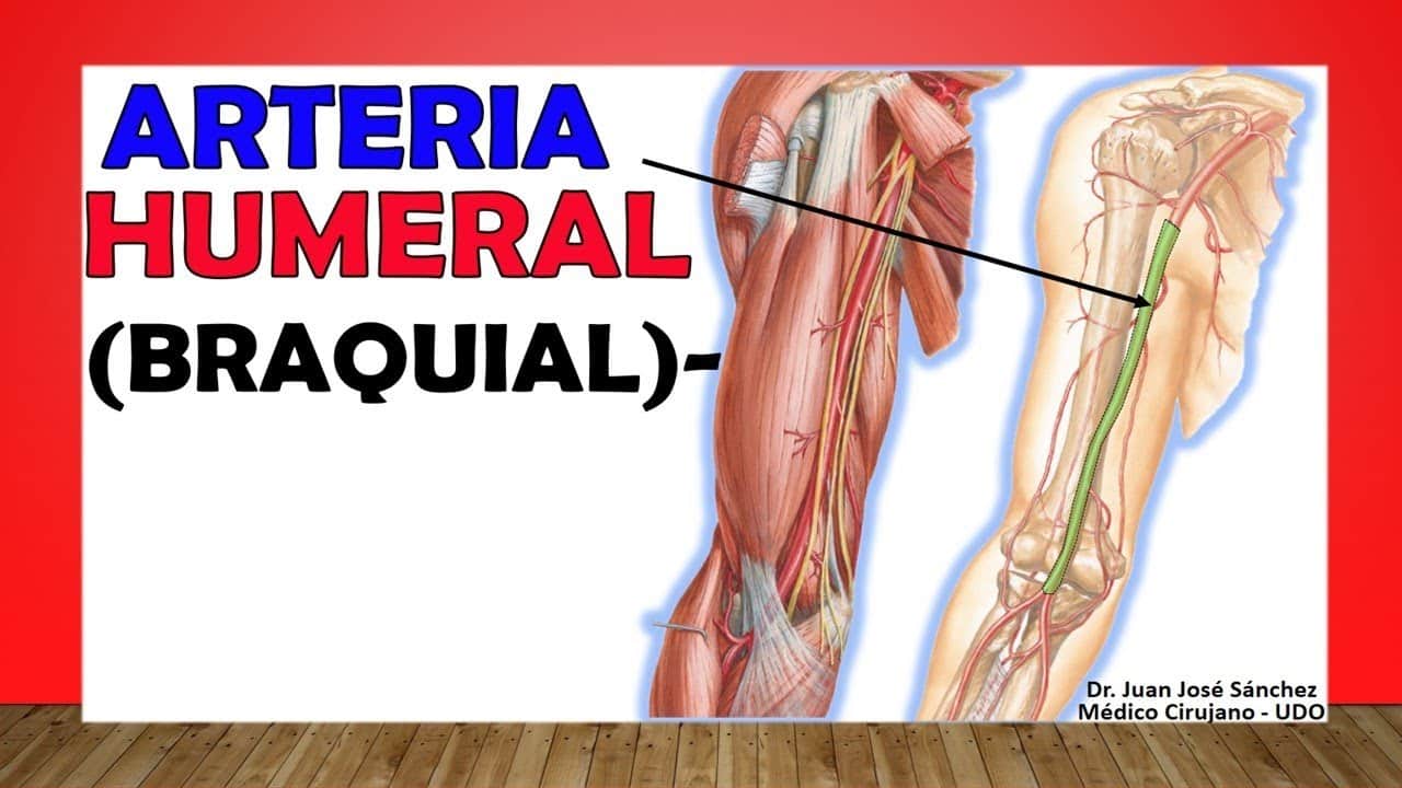Arteria Braquial