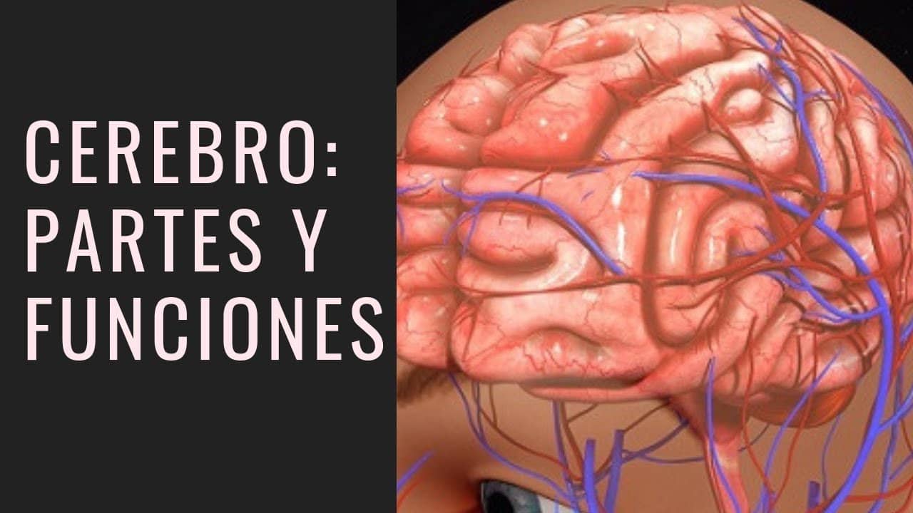 En Cuantas Partes Se Divide El Cerebro
