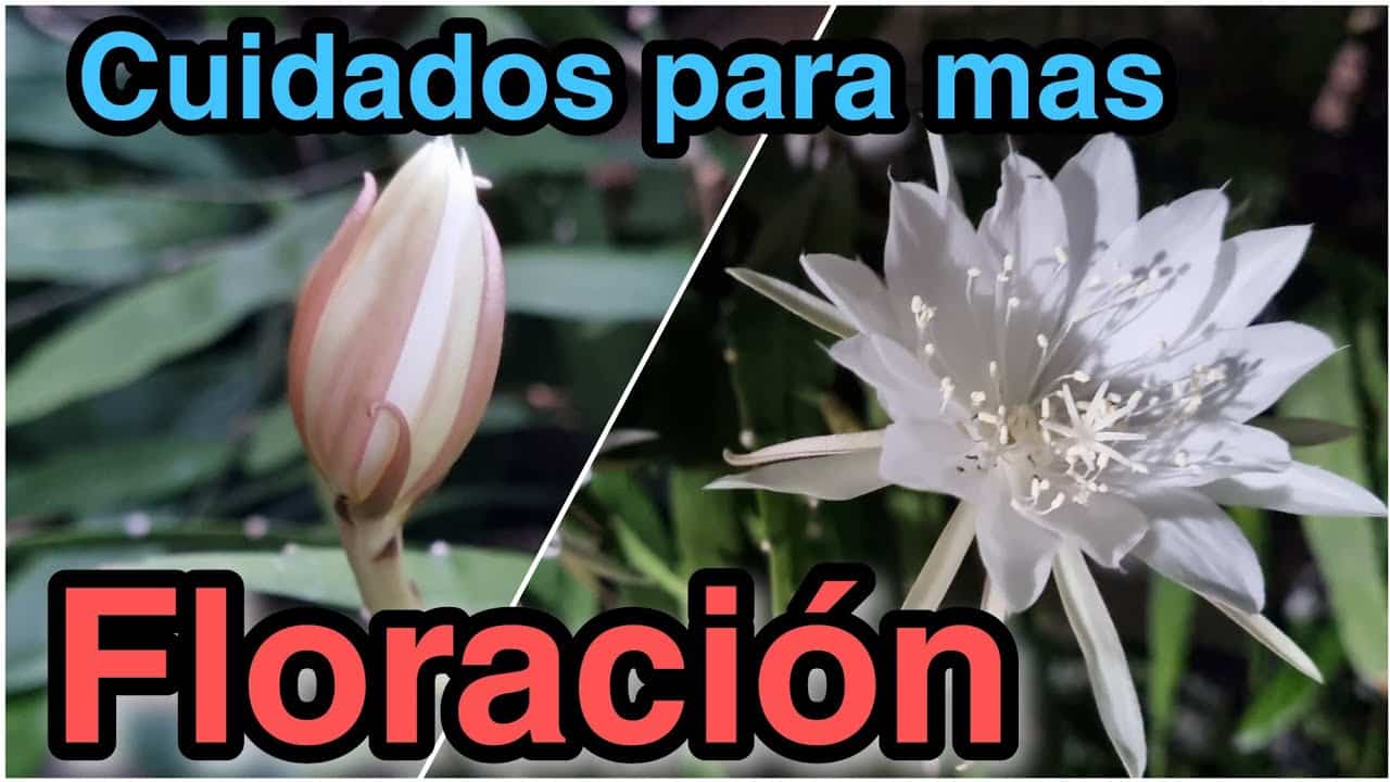 Galan De Noche Planta