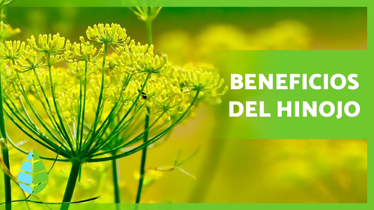Hinojo Planta