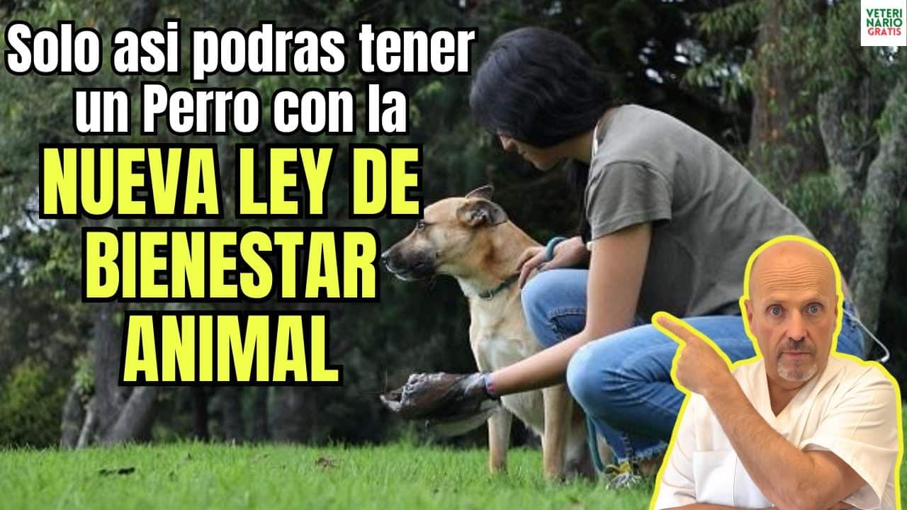 Ley Bienestar Animal Comunidad Valenciana