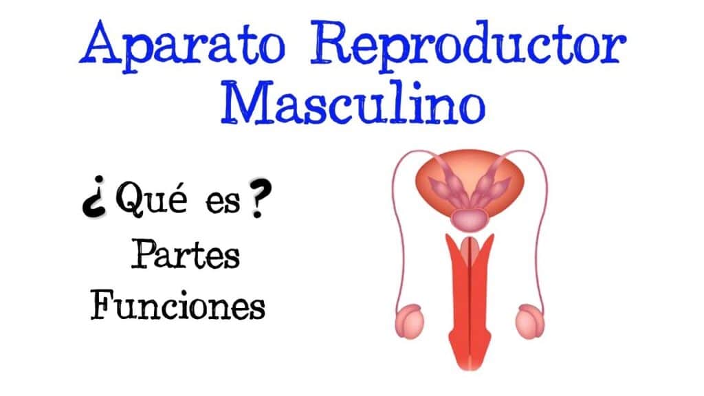 Descubre el mapa conceptual del aparato reproductor masculino: ¡Un ...