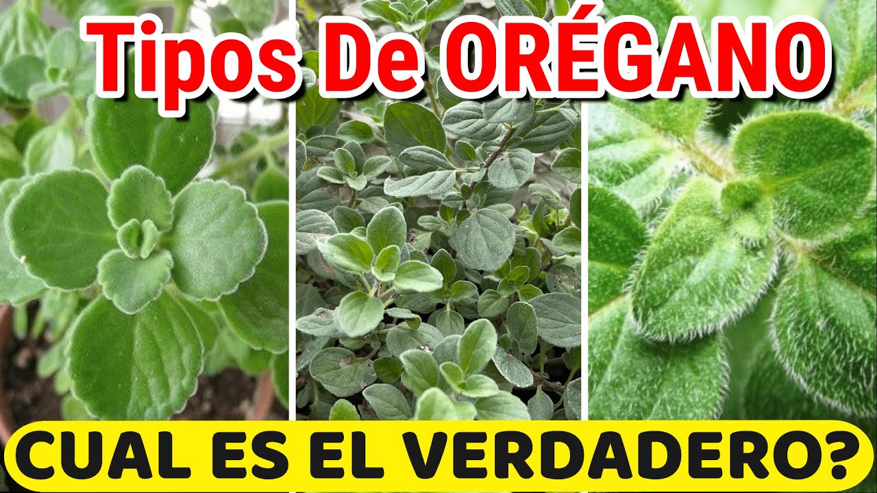 Oregano Planta