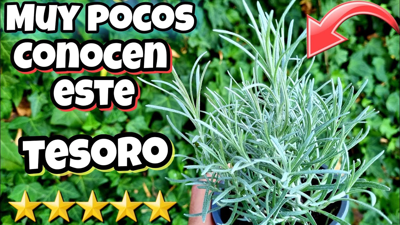 Planta Curry