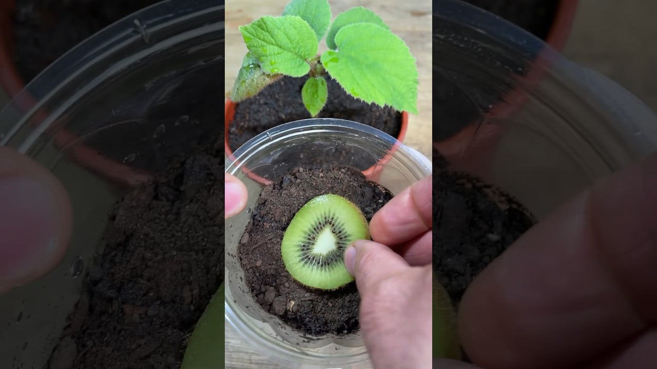 Planta Del Kiwi