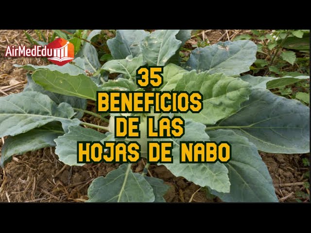 Planta Del Nabo