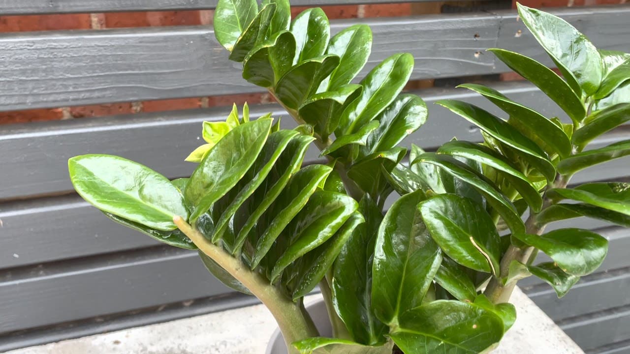 Planta Zz