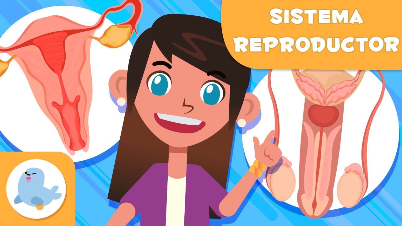 Sistemas Reproductores Masculino Y Femenino