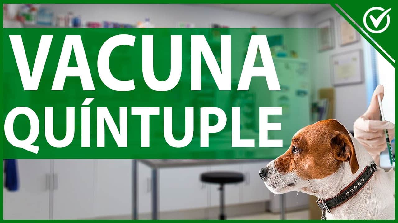 Vacuna Quintuple Para Perros