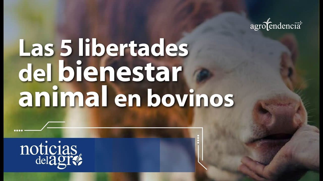 5 libertades bienestar animal