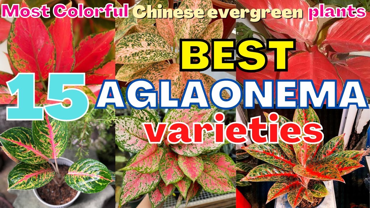 Aglaonema