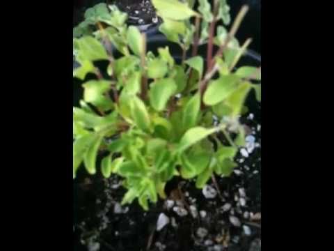 Amaro planta de la familia de las labiadas