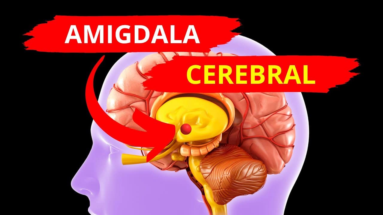 Amigdala cerebro