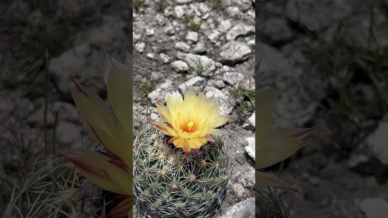 Biznaga planta