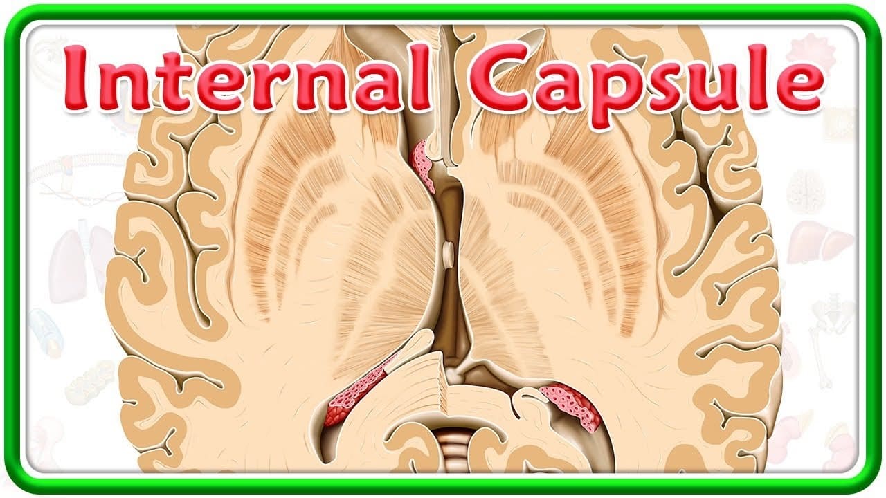 Capsula interna cerebro