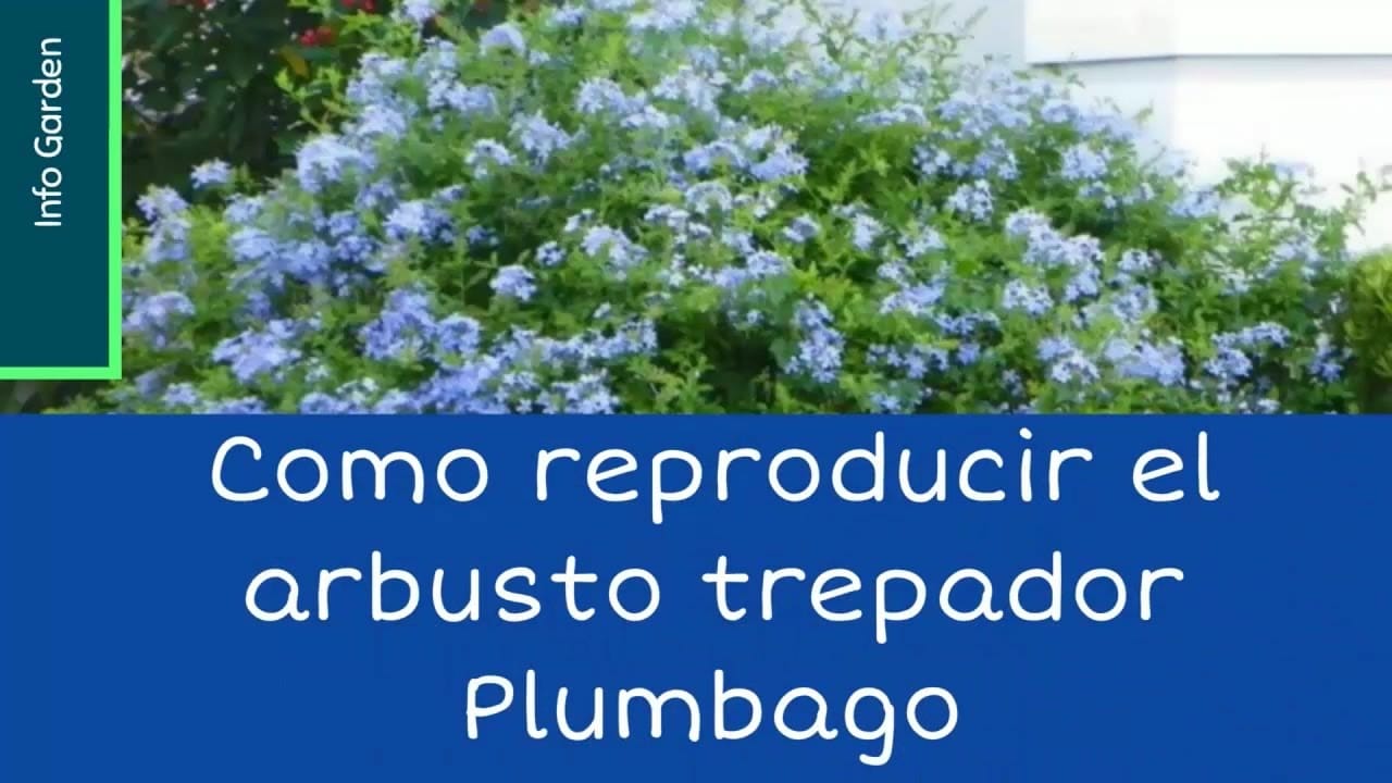 Celestina planta