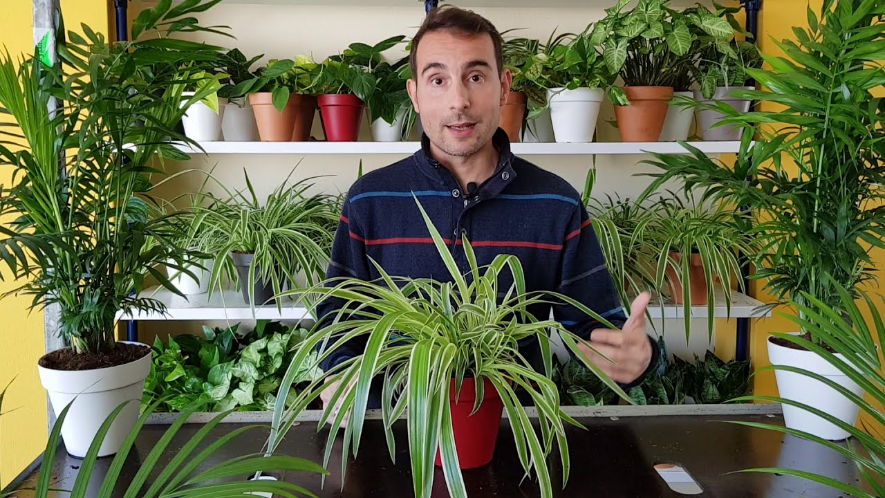 Cintas planta