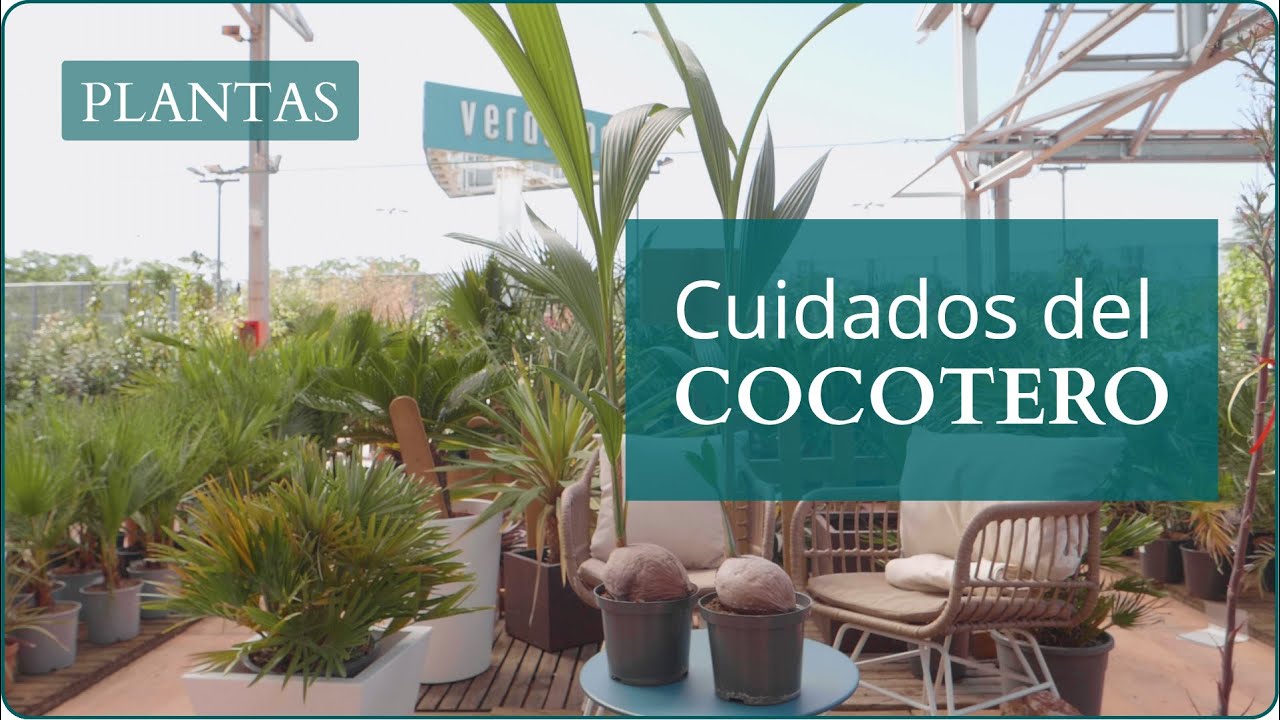Cocotero planta
