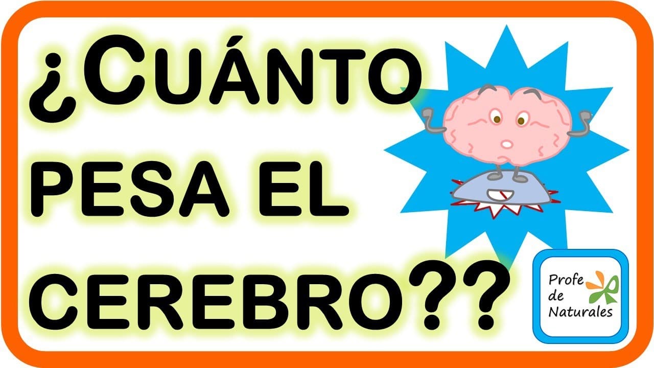 Cuanto pesa un cerebro adulto