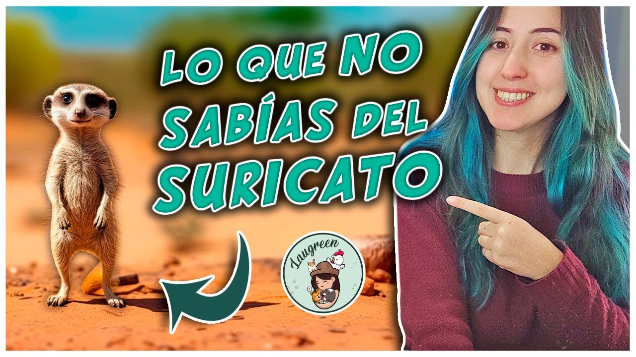 De qué continente es el suricato