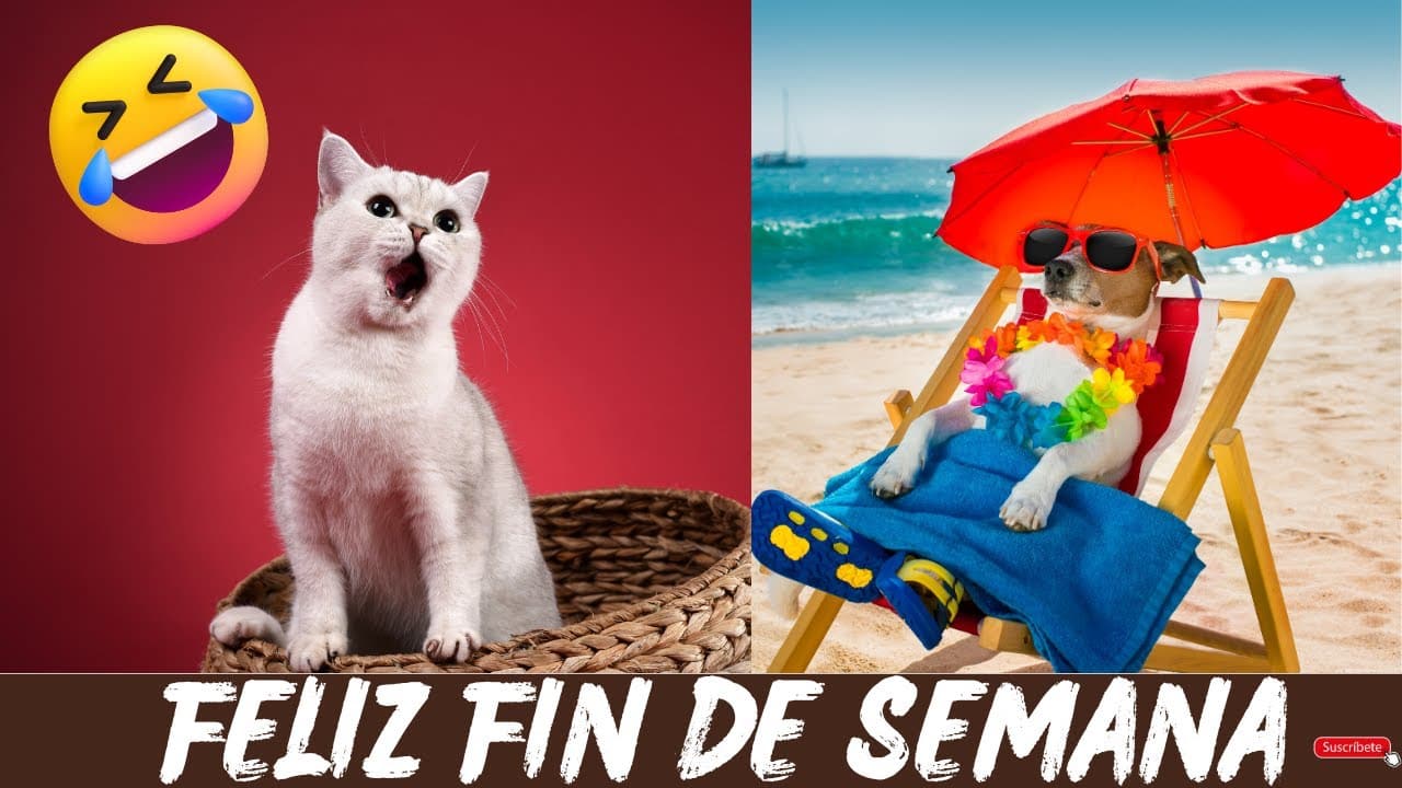 Feliz fin de semana gracioso