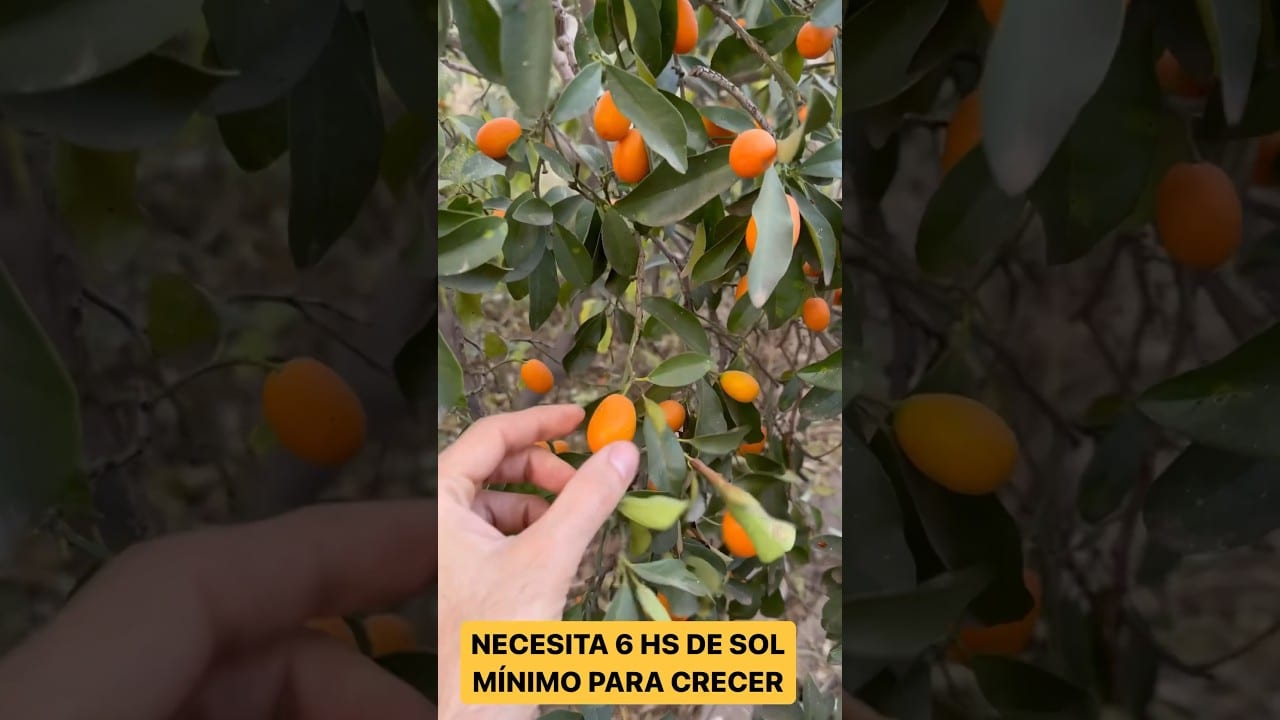 Fruta kumquat
